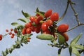 Goji Berry Cuttings – Lycium barbarum – Edible Fruit Shrub for Propagation, Red Berries, Garden Fruit Plant
