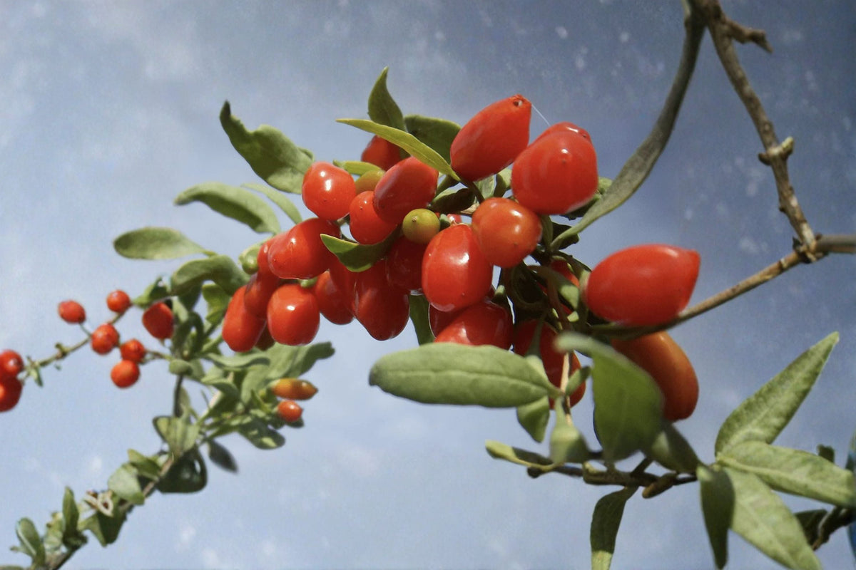 Goji Berry Cuttings – Lycium barbarum – Edible Fruit Shrub for Propagation, Red Berries, Garden Fruit Plant