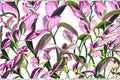 2 Tradescantia Nanouk Live Plants in 2 Inch Pots – Pink Variegated Indoor Houseplants