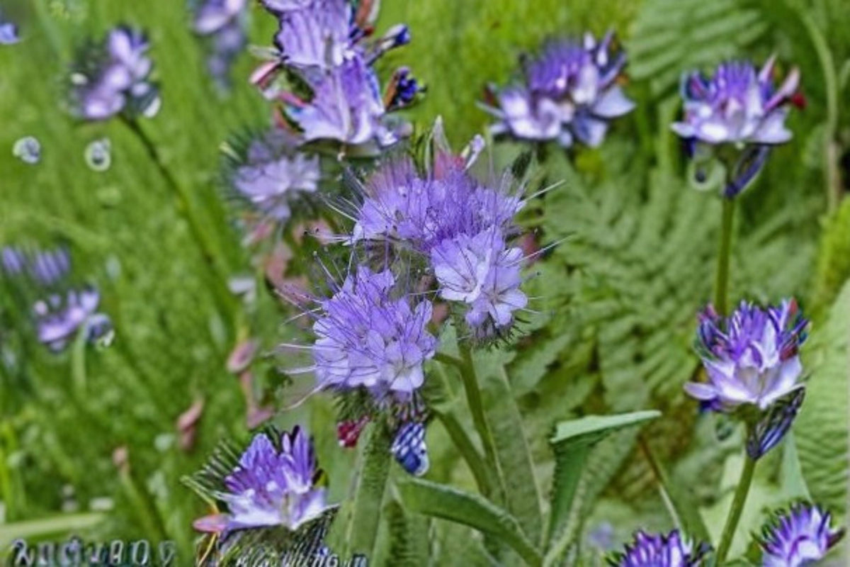 Lacy Phacelia Seeds, Purple Blue Wildflower, Annual Garden Meadow Plant, Phacelia tanacetifolia, Easy to Grow