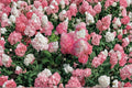 Vanilla Strawberry Hydrangea 6 Cuttings – Hydrangea paniculata Propagation Shrub