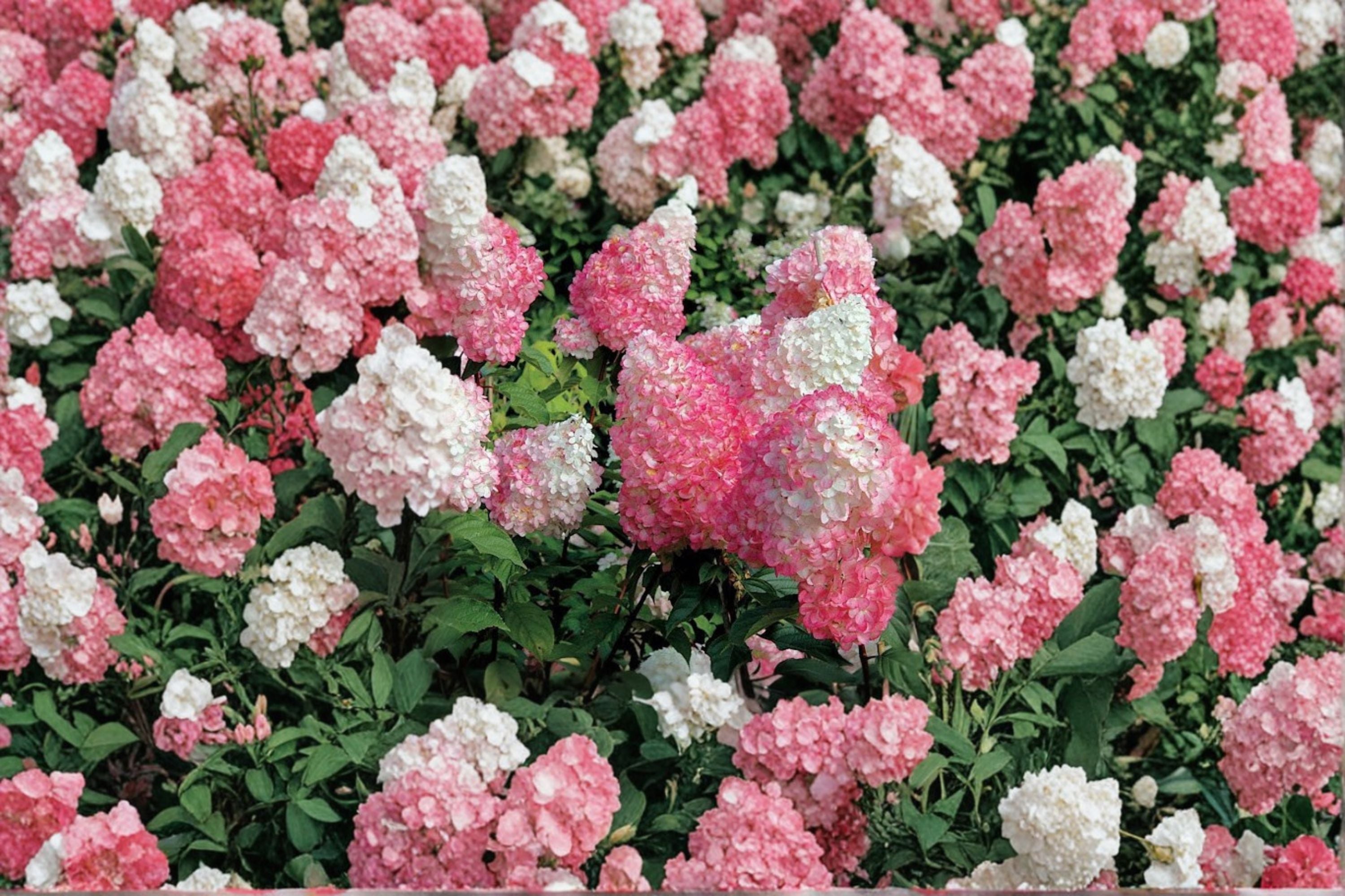 Vanilla Strawberry Hydrangea 6 Cuttings – Hydrangea paniculata Propagation Shrub
