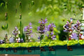 Common Sage Plant - Salvia officinalis Live Herb for Culinary and Garden Use