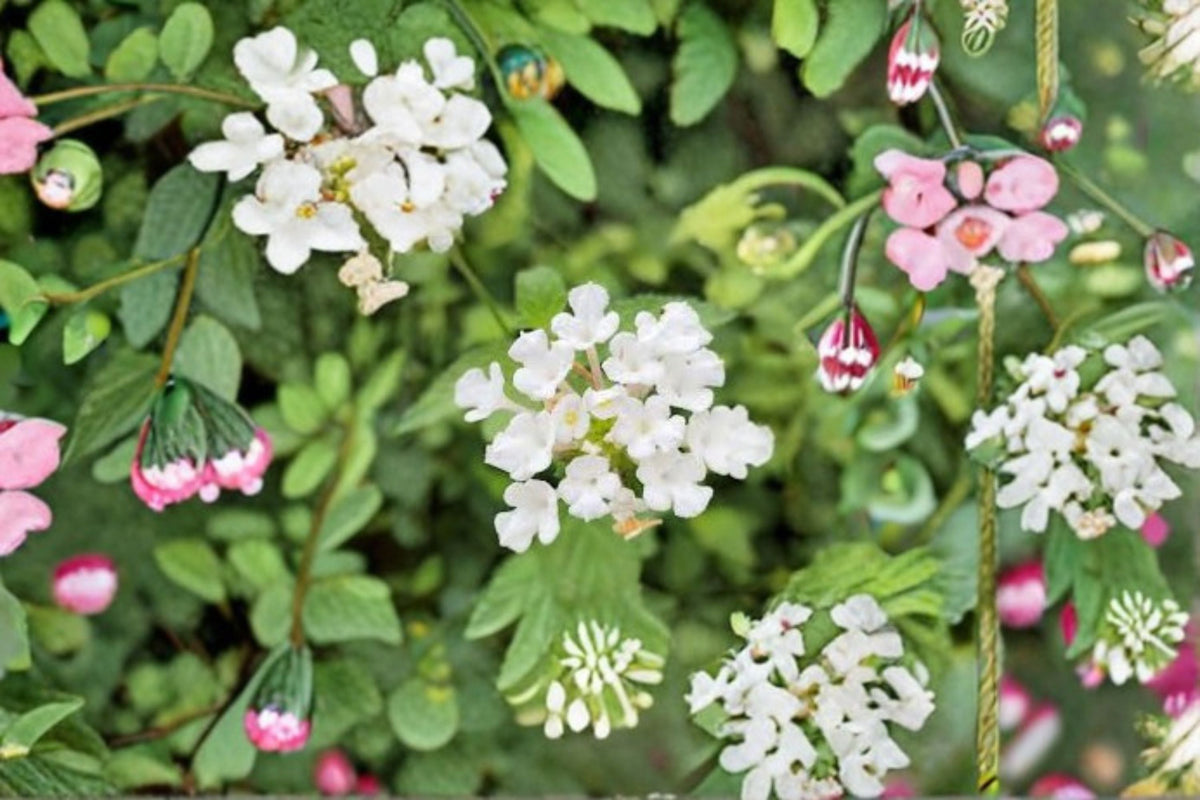 2 Live Trailing White Lantana Plants - Lantana camara - 4-6 Inch Tall Starter Plants