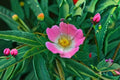 Prairie Wild Rose Seeds Rosa arkansana Perennial Shrub Pink Native Flower Seeds for Garden Planting