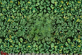 Hot & Spicy Oregano Plant - Origanum vulgare Culinary Herb