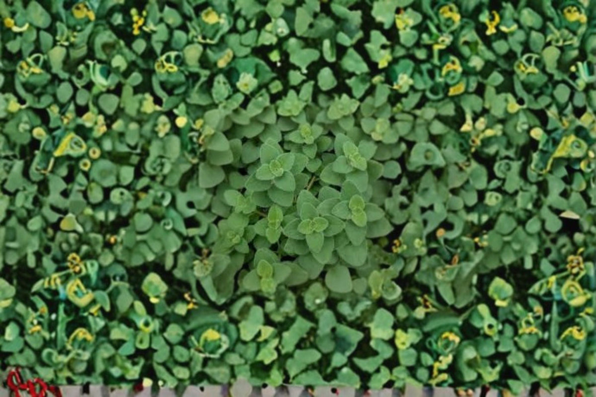 Hot & Spicy Oregano Plant - Origanum vulgare Culinary Herb