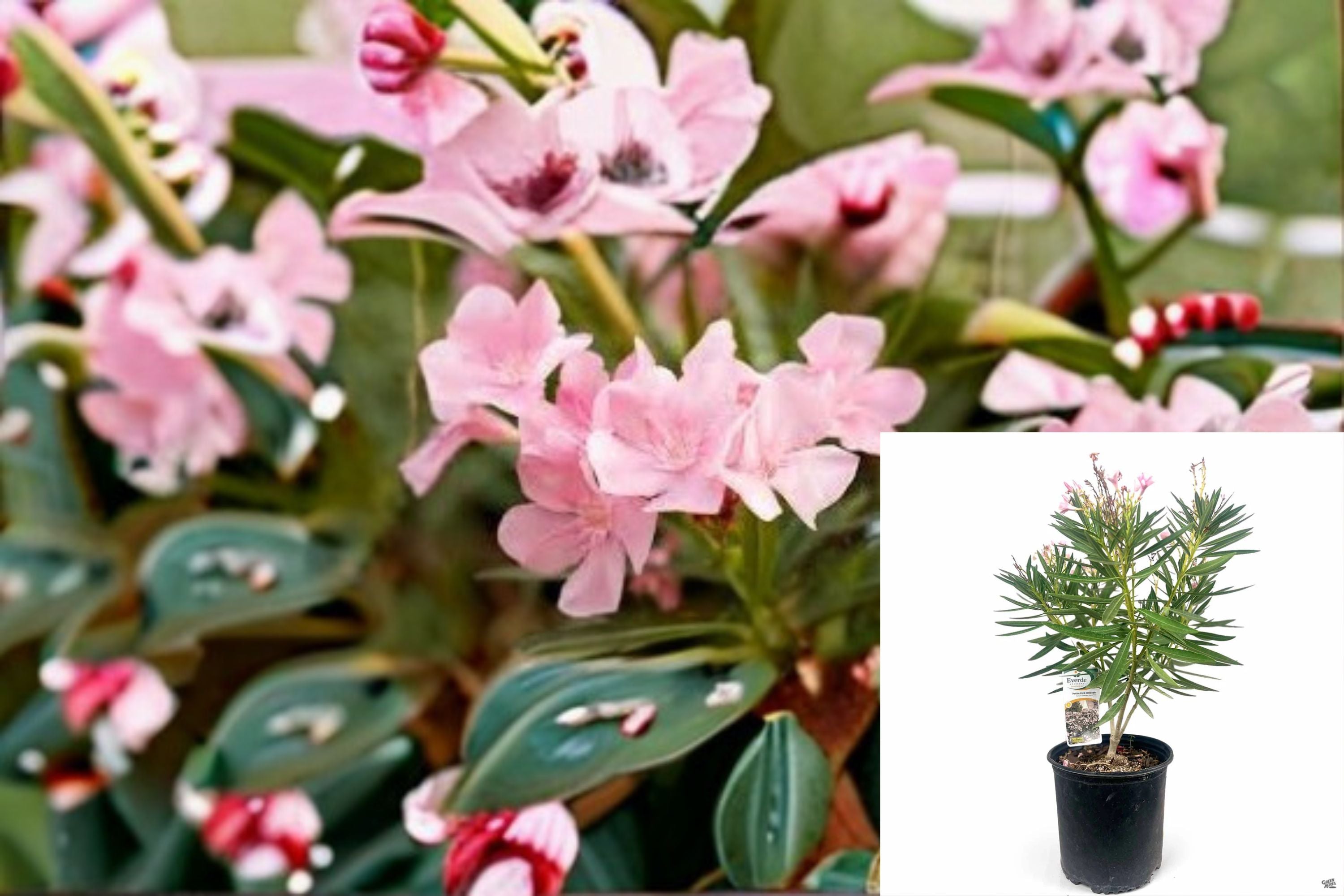 Petite Pink Oleander Plant – Nerium oleander ‘Petite Pink’ Evergreen Shrub