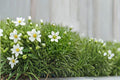 Irish Moss 1 Plant – Sagina subulata Evergreen Groundcover