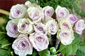 Silver Light Rose Live Plant – Pale Lavender Fragrant French Cut Rose