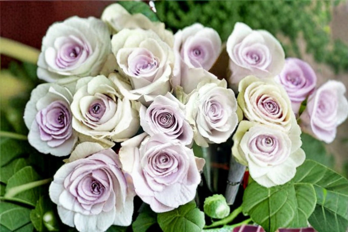 Silver Light Rose Live Plant – Pale Lavender Fragrant French Cut Rose