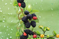 Prime Ark Blackberry Cuttings – Thornless Rubus fruticosus Fruit Plant for Home Garden & Propagation