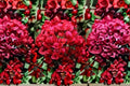 Crimson Bougainvillea Cutting – Bougainvillea spectabilis Vine for Propagation