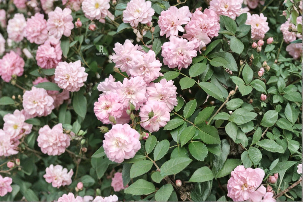 Brise Parfum Climbing Rose Own Root Live Plant – Soft Pink Repeat Blooming Rose