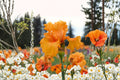 Coup de Soleil Iris Live Plant – Orange Bearded Iris Perennial Flower