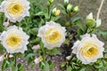Amnesty International Rose Live Plant – Fragrant Repeat Blooming Cut Rose