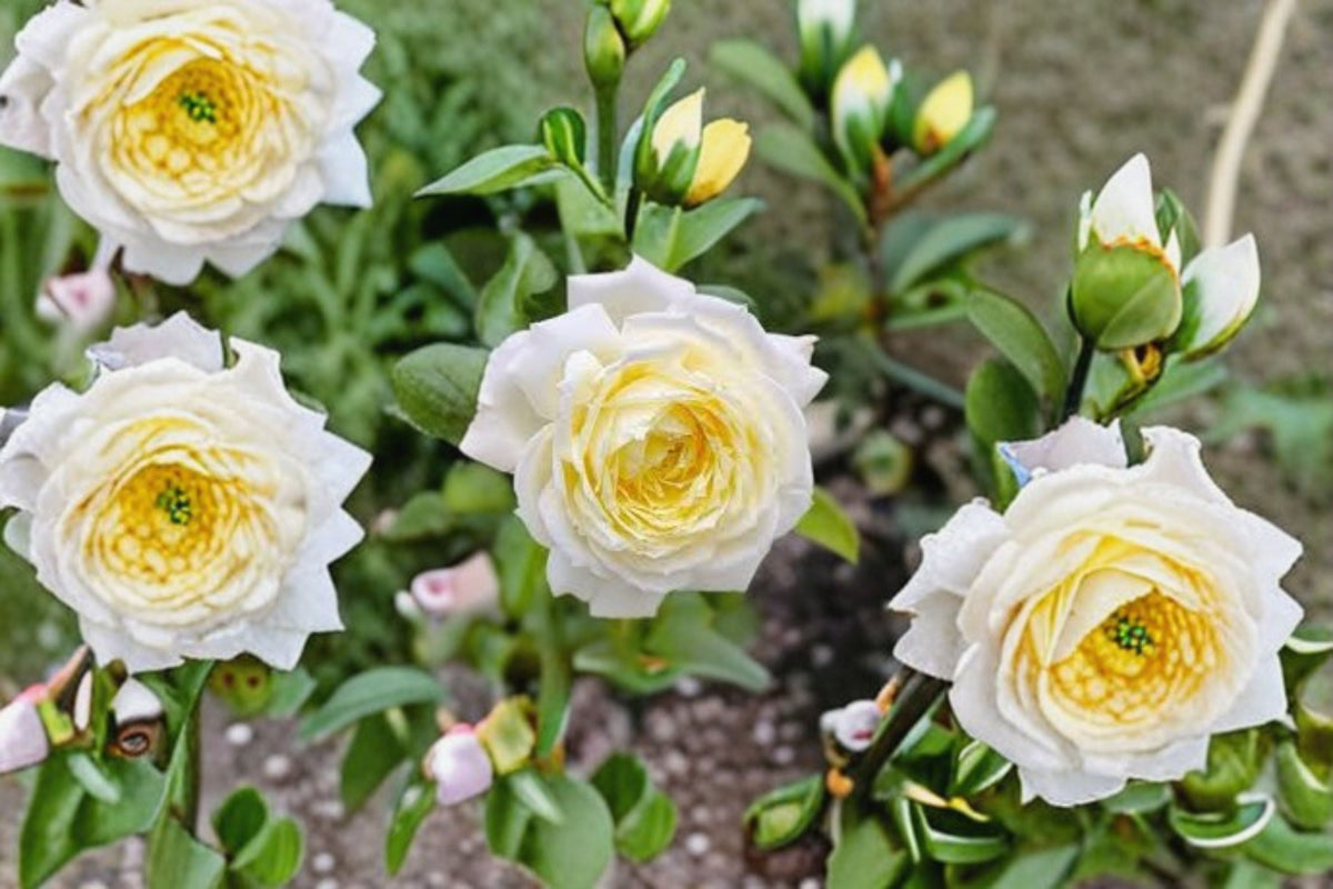 Amnesty International Rose Live Plant – Fragrant Repeat Blooming Cut Rose