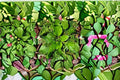 Broadleaf Plantain Live Plant Clump – Edible Perennial Herb Plantago major