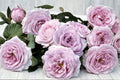 Silver Lining Rose Own Root Live Plant – Silvery Gray Cut Rose