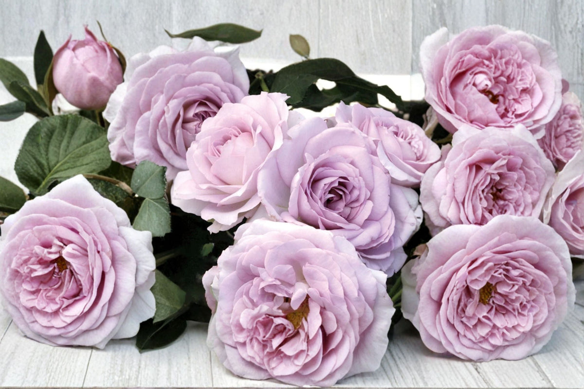 Silver Lining Rose Own Root Live Plant – Silvery Gray Cut Rose