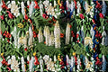 White Lupine Seeds Lupinus polyphyllus Russell White Tall Perennial Flower for Cottage Gardens
