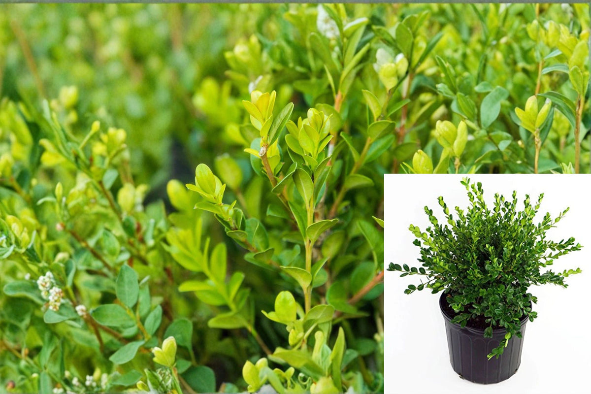 Winter Gem Boxwood Plant – Buxus microphylla var. japonica ‘Winter Gem’ Evergreen Shrub