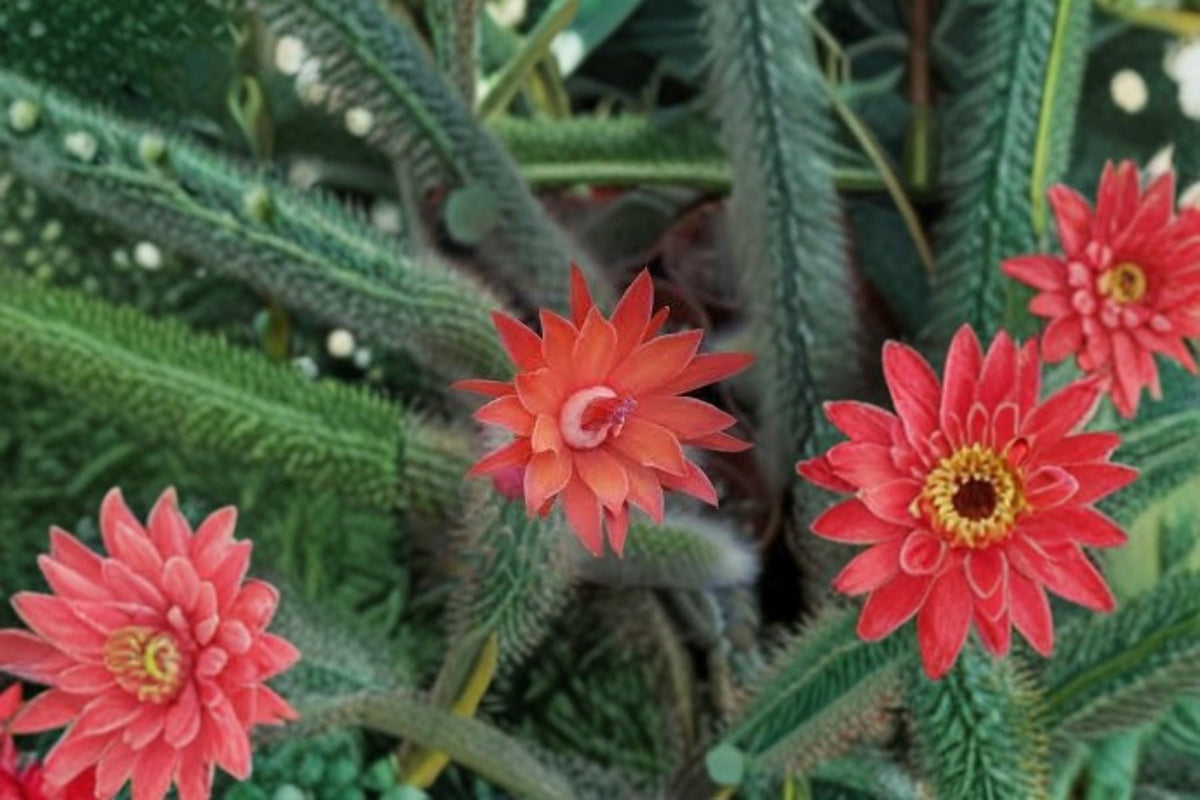 Hildewintera Mini 1 Plant – Compact Trailing Cactus for Containers & Hanging Displays