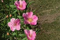 Pasture Rose Seeds Rosa carolina Pink Native Wild Rose Perennial Shrub Garden Flower Planting Pack