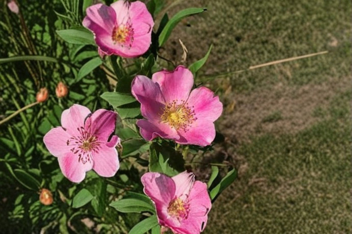 Pasture Rose Seeds Rosa carolina Pink Native Wild Rose Perennial Shrub Garden Flower Planting Pack