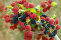 Dwarf Mulberry Tree Live Plant in 3 Inch Pot | Morus spp. Edible Fruiting Tree