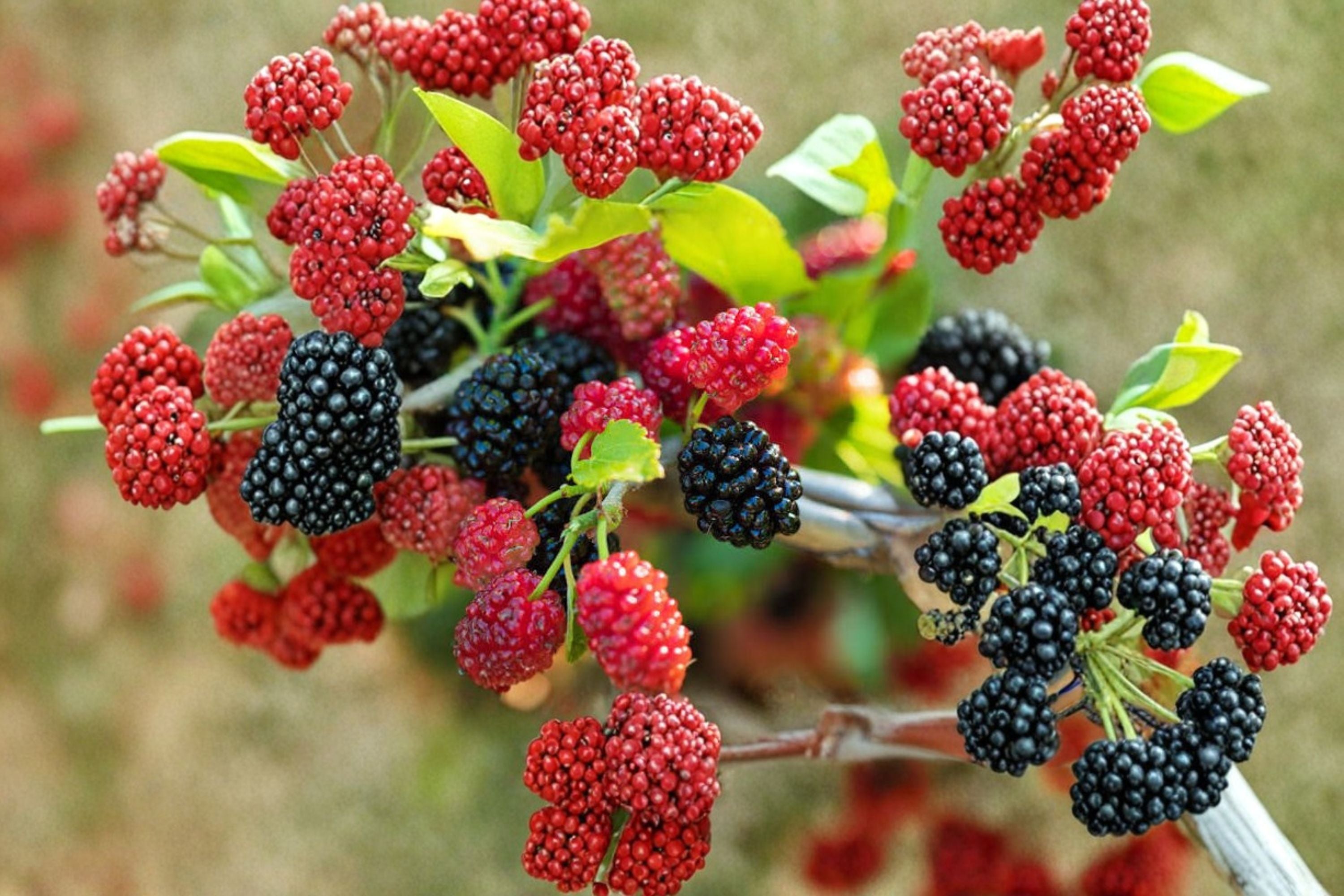 Dwarf Mulberry Tree Live Plant in 3 Inch Pot | Morus spp. Edible Fruiting Tree