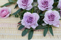 Shinoburedo Rose Live Plant – Japanese Blue Storm Rose with Blue-Purple Blooms