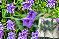 Mexican Petunia 12 Cuttings – Ruellia simplex Perennial Flowering Plant