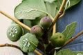 Olympian Fig Live Plant – Cold Hardy Heirloom Fruit Tree for Edible Gardens