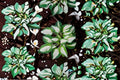 Pandora's Box Hosta Live Starter Plant – Mini Dwarf Shade Perennial