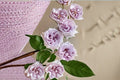 Purple O’Hara Rose Own Root Live Plant 6 Inch Starter - Purple Cut Rose