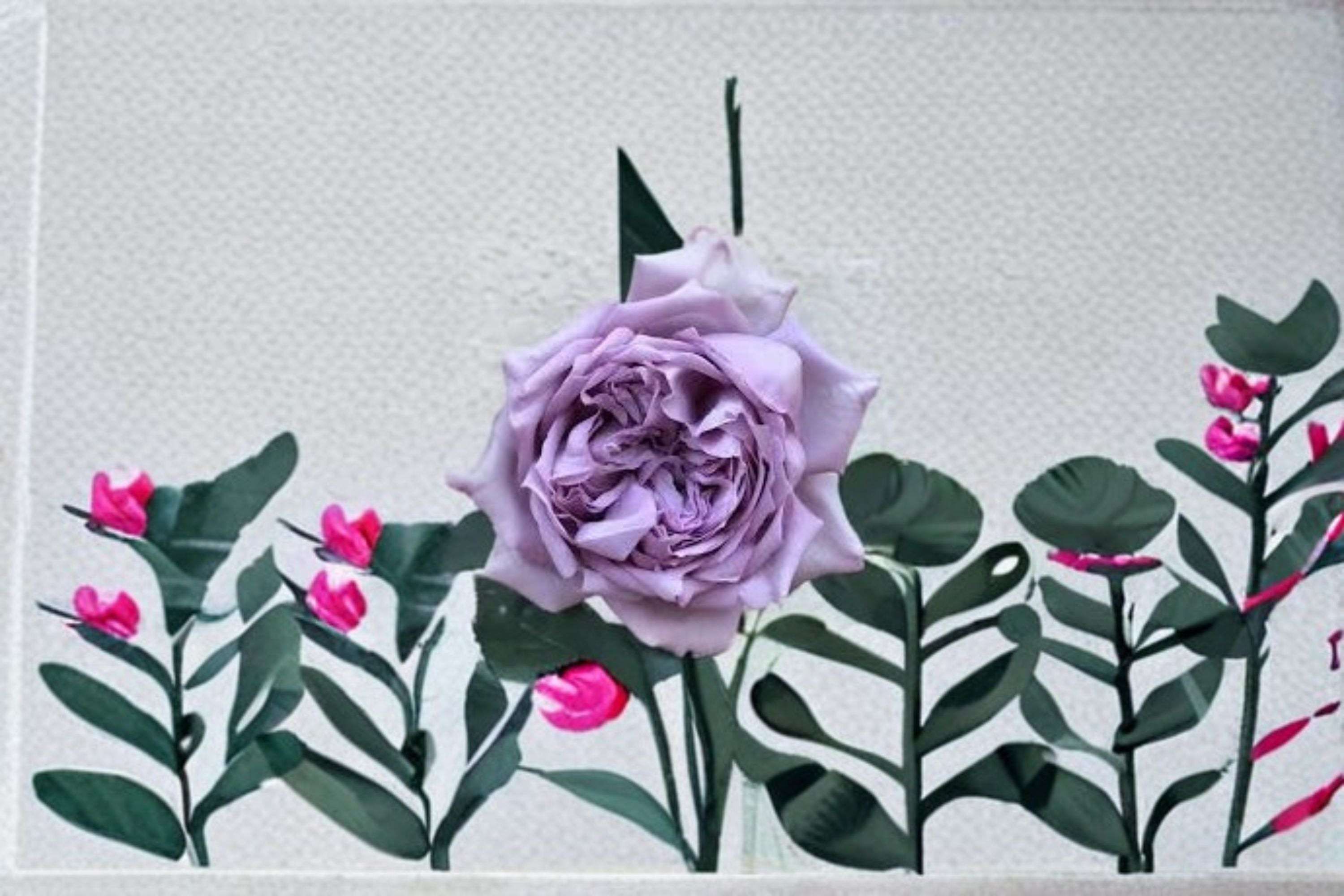 Antique Watch Rose Live Plant – Fragrant Japanese Own Root Shrub Rose