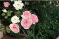 Eden Climber Rose Cuttings – Rosa ‘Eden’ Pink Climbing Rose for Trellis & Garden, Unrooted Propagation Plant