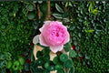 Yu Huan Ming Rose Live Plant – Fragrant Pink Chinese Cut Rose