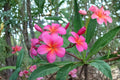 Pink Plumeria Cutting – Fragrant Pink Blooms – Plumeria rubra Tropical Flowering Plant