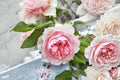 Monique Darve Rose Live Plant – Elegant Pink Garden Rose for Sunny Locations