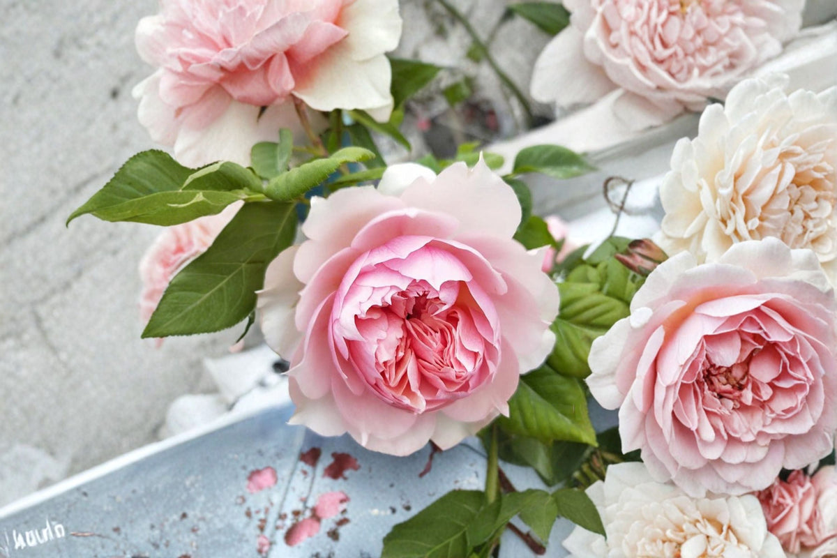 Monique Darve Rose Live Plant – Elegant Pink Garden Rose for Sunny Locations