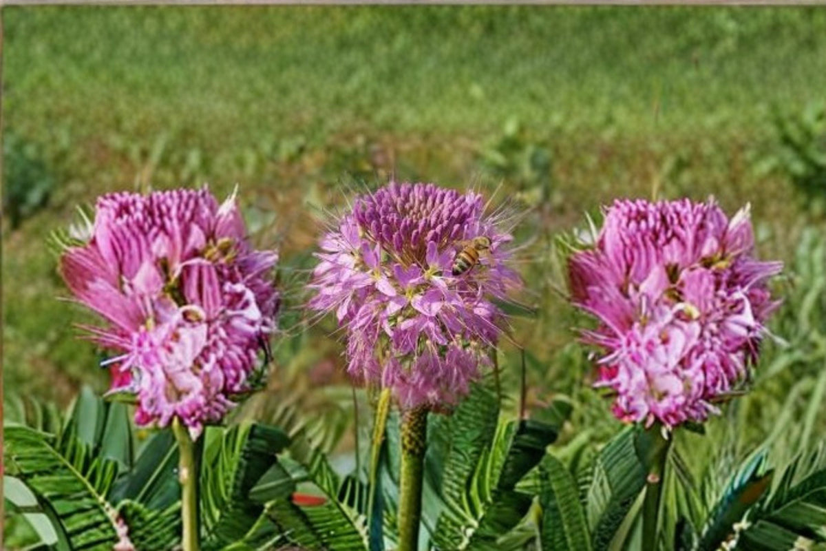 Wildflower Seeds - Rocky Mountain Bee Plant (Cleome serrulata) Pink & Purple Annual Garden Meadow Flower, 75 Seeds