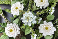 Trailing White Lantana Plant – Lantana montevidensis ‘Alba’ Evergreen Perennial