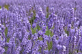 Annet Lavender Plant – Lavandula angustifolia, Fragrant English Lavender