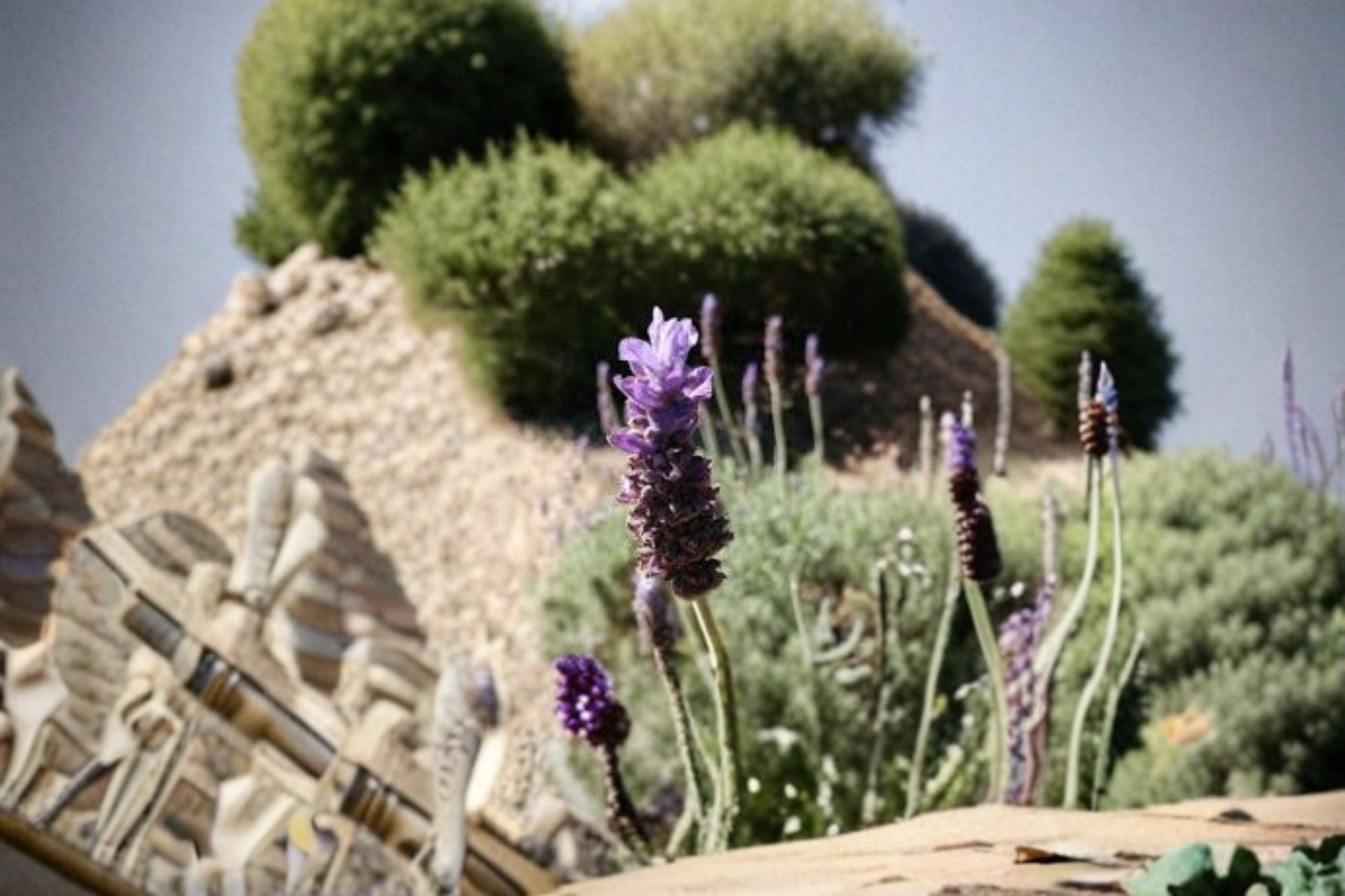 Goodwin Creek Lavender Plants – Lavandula x ginginsii ‘Goodwin Creek Grey’ Perennial Herb