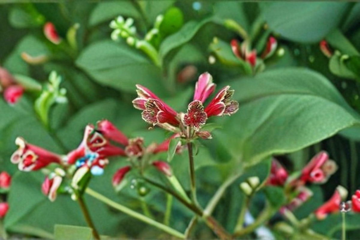 Parrot Lily 2 Bulbs – Alstroemeria psittacina Crimson Flowers Perennial