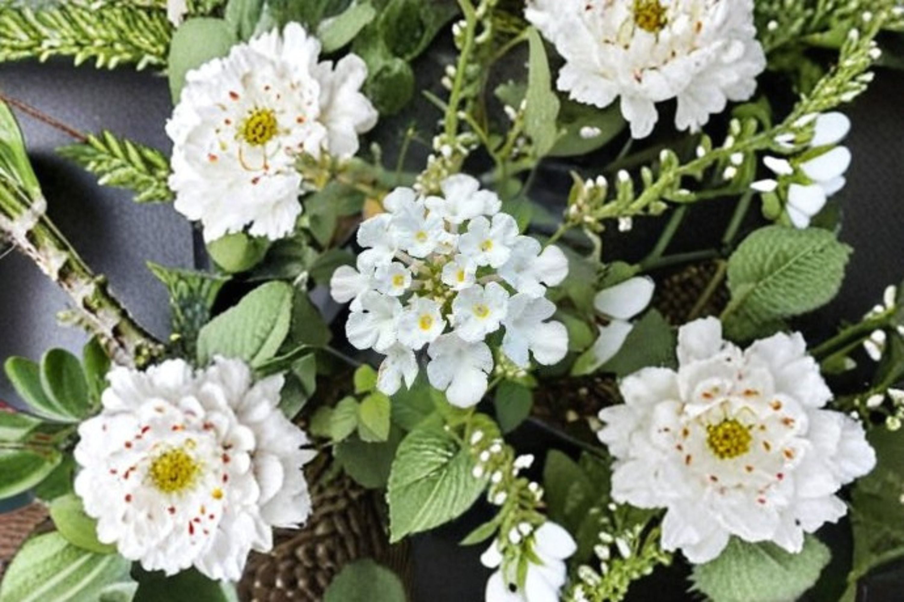 Trailing White Lantana Plant – Lantana montevidensis ‘Alba’ Evergreen Perennial
