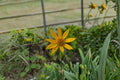 Yellow Crownbeard Seeds Verbesina helianthoides Native Wildflower Tall Pollinator Plant Meadow 30 Seeds