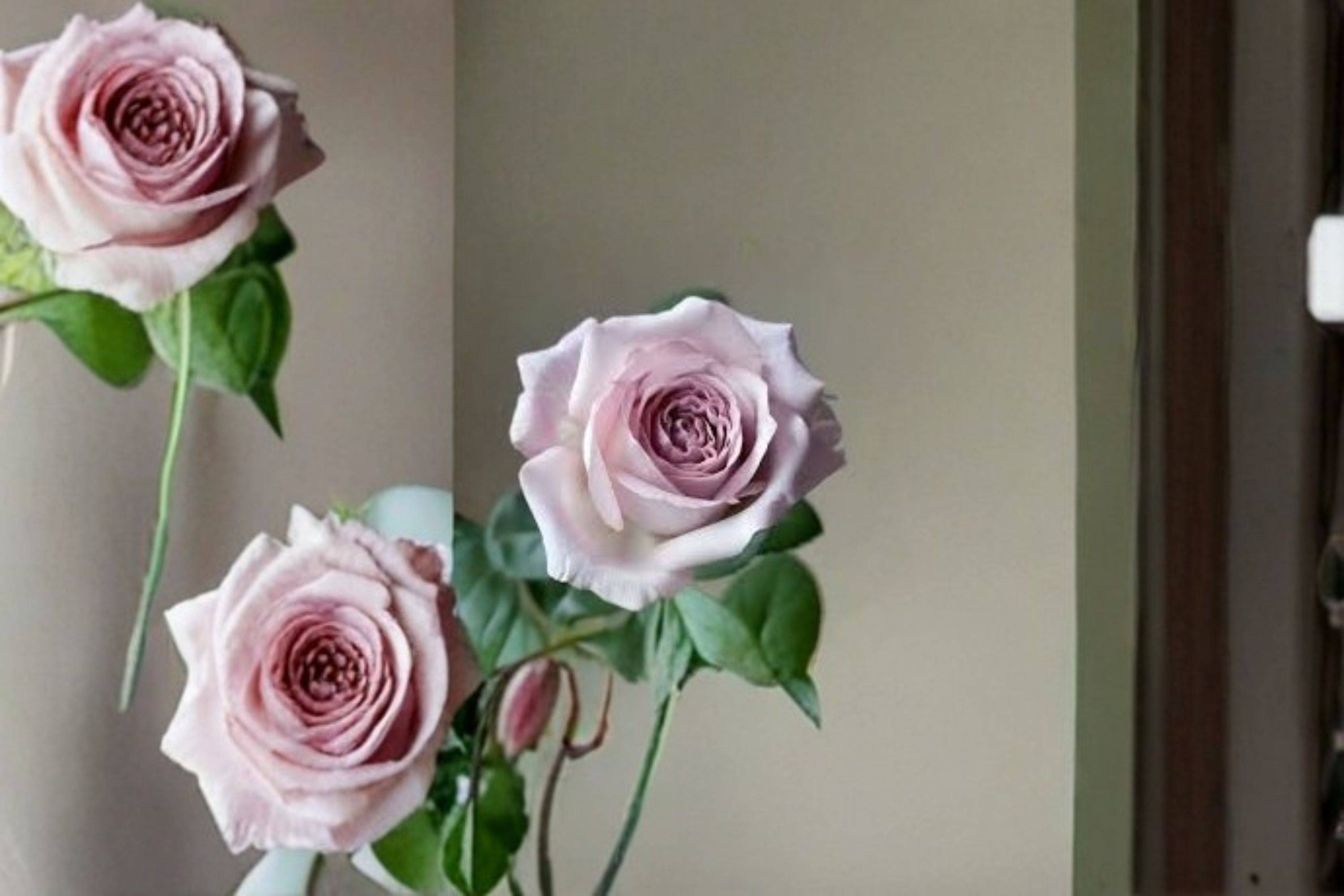 Bounty Way Rose Live Plant – Lavender Pink Cut Rose, Disease Resistant Ornamental Shrub